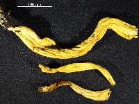 Clavaria phoenicea var. persicina image