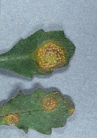 Puccinia lagenophorae image