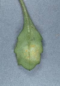 Puccinia lagenophorae image