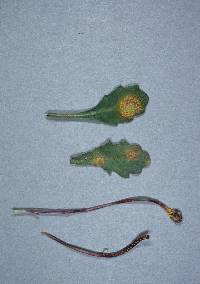 Puccinia lagenophorae image
