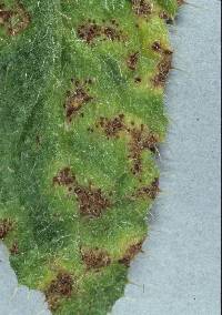 Puccinia cnici image