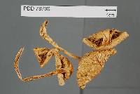 Cortinarius alboaggregatus image