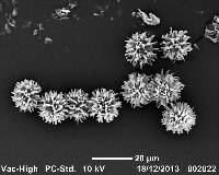 Gymnomyces redolens image