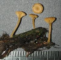 Lichenomphalia chromacea image