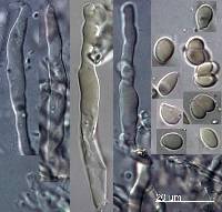Cylindrobasidium laeve image