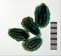 Dictyosporium toruloides image