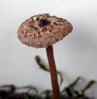 Laccaria masoniae image