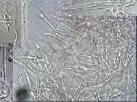 Russula griseoviridis image
