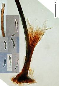 Menisporopsis novae-zelandiae image