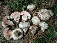 Agaricus bernardii image