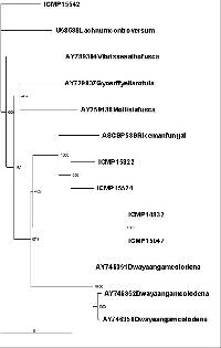 Clathrosphaerina zalewskii image