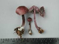 Mycena fuscovinacea image