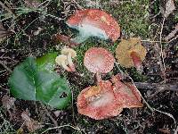 Boletus ripariellus image