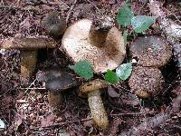 Lactarius turpis image