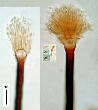 Image of Haplographium catenatum