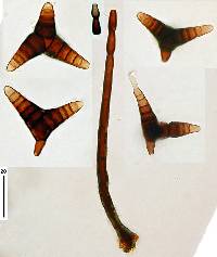 Triposporium elegans image