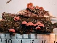 Mycena roseoflava image