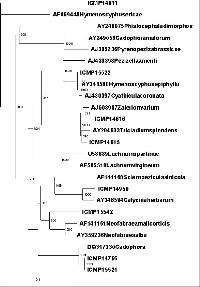 Nomuraea atypicola image