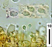 Entoloma uliginicola image