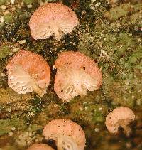 Mycena roseoflava image