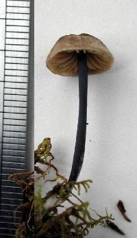 Entoloma uliginicola image