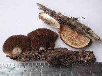 Crepidotus fuscovelutinus image