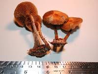 Galerina patagonica image