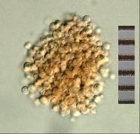 Pseudaegerita foliicola image