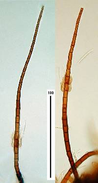 Zanclospora novae-zelandiae image