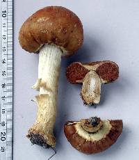 Cortinarius epiphaeus image