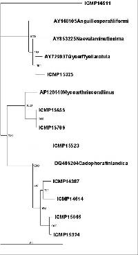 Pseudoclathrosphaerina spiralis image