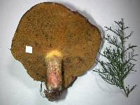 Suillus grevillei image