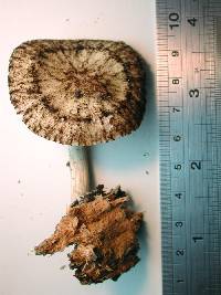 Pluteus readiarum image