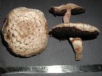 Agaricus bernardii image