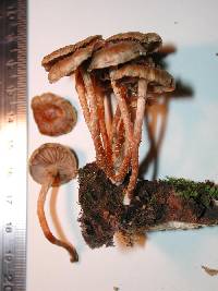 Pholiota subflammans image