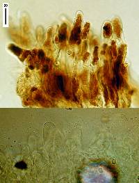 Pluteus readiarum image