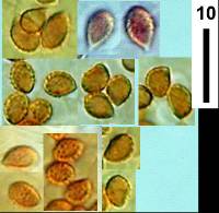 Pyrrhoglossum pyrrhum image