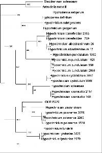 Bulbillomyces farinosus image