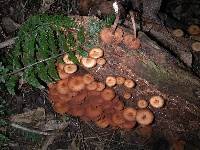 Galerina patagonica image