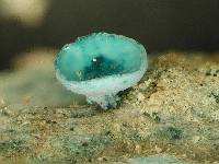 Chlorociboria argentinensis image