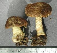 Cortinarius elaiochrous var. leontis image