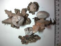 Geastrum coronatum image