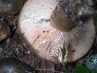 Lactarius turpis image