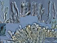 Lichenomphalia chromacea image