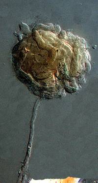 Peyronelina glomerulata image