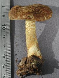 Cortinarius elaiochrous image