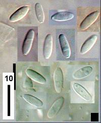 Rhizopogon rubescens image