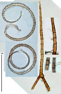 Helicosporium pannosum image