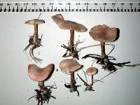 Rugosomyces carneus image