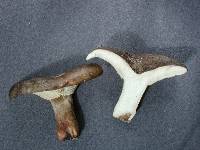 Russula griseobrunnea image